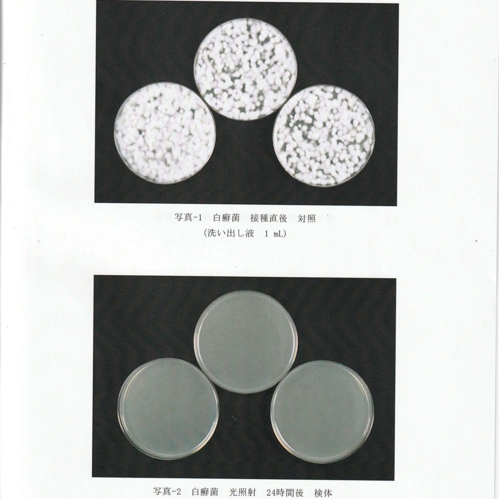 白癬菌試験画像